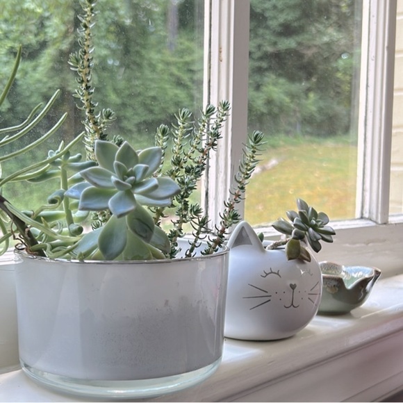 NEW Windowsill SUCCULENT 4" Anthropologie - Picture 4 of 13